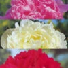 Menu Peony Collection -Holland Bulb Farms 77314 peony collection