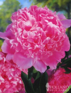 Menu Peony Collection -Holland Bulb Farms 77314 peony collection 3