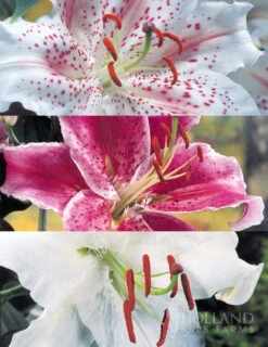 Menu White Stargazer Lily Collection