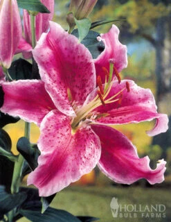 Menu White Stargazer Lily Collection -Holland Bulb Farms 77318 white stargazer lily collection 4