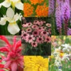 Menu Perennial Butterfly Garden Collection -Holland Bulb Farms 77330 perennial butterfly garden collection