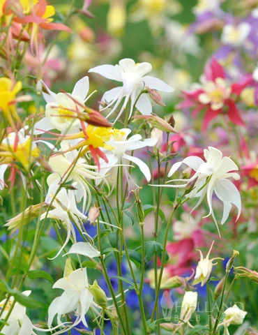 Menu Perennial Butterfly Garden Collection 4 Menu Perennial Butterfly Garden Collection - Image 2