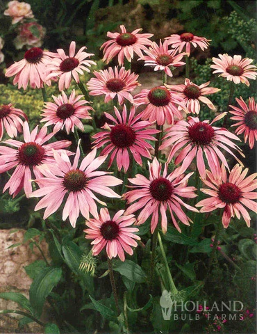 Menu Perennial Butterfly Garden Collection 6 Menu Perennial Butterfly Garden Collection - Image 4