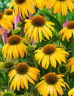 Menu Perennial Butterfly Garden Collection 22 Menu Perennial Butterfly Garden Collection -Holland Bulb Farms 77330 perennial butterfly garden collection 5