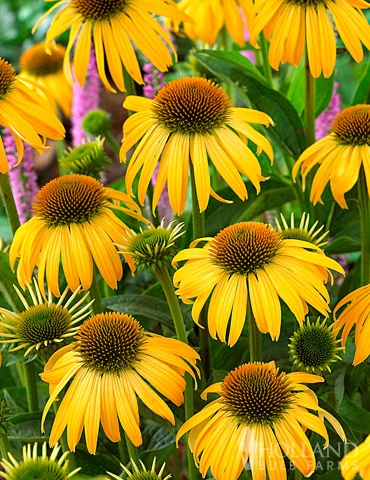 Menu Perennial Butterfly Garden Collection 7 Menu Perennial Butterfly Garden Collection - Image 5