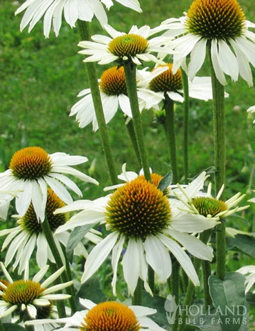 Menu Perennial Butterfly Garden Collection 8 Menu Perennial Butterfly Garden Collection - Image 6