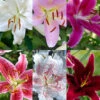 Menu Jumbo Fragrant Lily Collection -Holland Bulb Farms 77331 jumbo fragrant lily collection