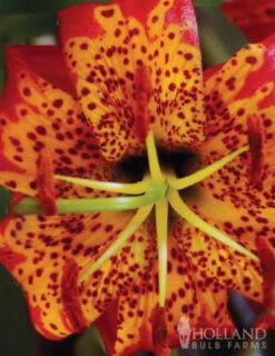 Menu Tiger Lily Collection -Holland Bulb Farms 77333 tiger lily collection 2