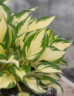 Menu Fire And Ice Hosta -Holland Bulb Farms 77347 fire and ice hosta 6