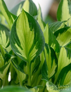 Menu Fire And Ice Hosta -Holland Bulb Farms 77347 fire and ice hosta 7