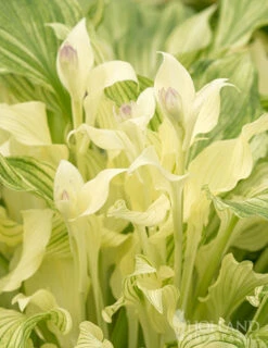 Menu Hosta Collectors Garden Collection -Holland Bulb Farms 77349 white feather hosta 1
