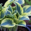 Menu First Frost Hosta 1 Menu First Frost Hosta -Holland Bulb Farms 77350 first frost hosta