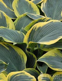 Menu First Frost Hosta -Holland Bulb Farms 77350 first frost hosta 4