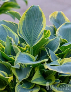Menu First Frost Hosta -Holland Bulb Farms 77350 first frost hosta 6