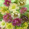 Menu Double Queen Hellebores -Holland Bulb Farms 77356 double queen hellebores