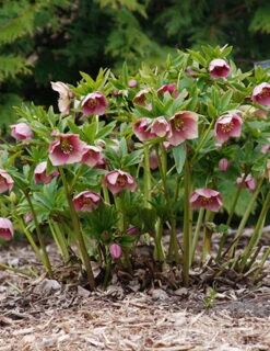 Menu Double Queen Hellebores -Holland Bulb Farms 77356 double queen hellebores 3