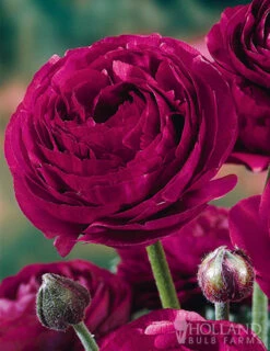 Menu Deer Resistant Cut Flower Garden Collection -Holland Bulb Farms 77358 pauline violet ranunculus 1