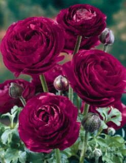 Menu Deer Resistant Cut Flower Garden Collection -Holland Bulb Farms 77358 pauline violet ranunculus 2 1