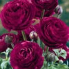 Menu Pauline Violet Ranunculus -Holland Bulb Farms 77358 pauline violet ranunculus 2