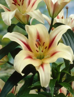 Menu Red Highlights Orienpet Lily Collection -Holland Bulb Farms 77361 lavon orienpet lily 1