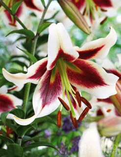 Menu Red Hot Lily Collection -Holland Bulb Farms 77363 beverly dreams orienpet lily