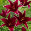 Menu Sumatra Oriental Lily -Holland Bulb Farms 77365 sumatra oriental lily 1