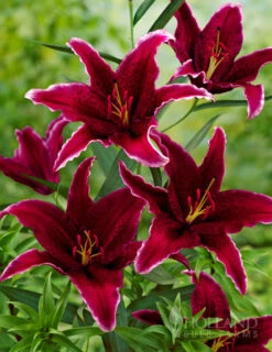 Menu Red Hot Lily Collection -Holland Bulb Farms 77365 sumatra oriental lily