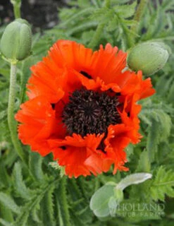 Menu Sunny Blooms Spring Through Summer Collection -Holland Bulb Farms 77370 turkenlouis oriental poppy