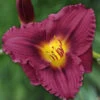 Menu Little Grapette Daylily -Holland Bulb Farms 77372 little grapette daylily