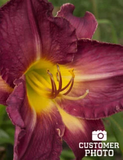 Menu Little Grapette Daylily -Holland Bulb Farms 77372 little grapette daylily 5