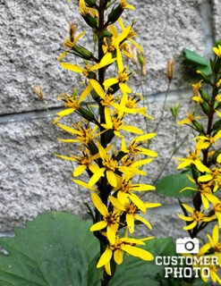 Menu Moisture Tolerant Perennials Collection -Holland Bulb Farms 77374 ligularia rocket 2