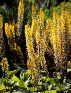 Menu Best Perennials For Wet Soil -Holland Bulb Farms 77374 the rocket ligularia 1