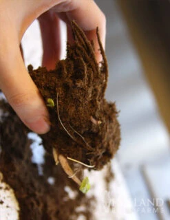 Menu Moisture Tolerant Perennials Collection -Holland Bulb Farms 77374 the rocket ligularia 2