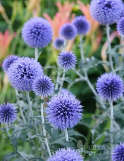 Menu Drought Tolerant Perennial Garden Collection -Holland Bulb Farms 77376 veitchs blue globe thistle 1