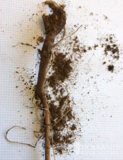 Menu Drought Tolerant Perennial Garden Collection -Holland Bulb Farms 77376 veitchs blue globe thistle 2 1