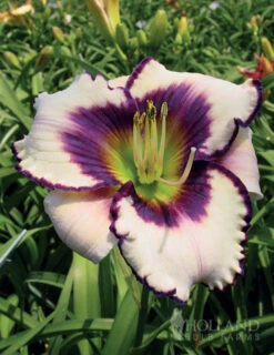 Menu Re-Blooming Daylily Collection -Holland Bulb Farms 77380 blueberry sundae daylily 2 1