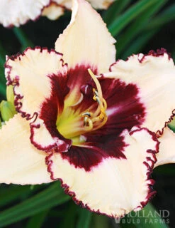 Menu Sunny Blooms Spring Through Summer Collection -Holland Bulb Farms 77380 blueberry sundae daylily