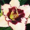 Menu Blueberry Sundae Daylily -Holland Bulb Farms 77380 blueberry sundae daylily 4