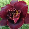 Menu Night Embers Daylily
