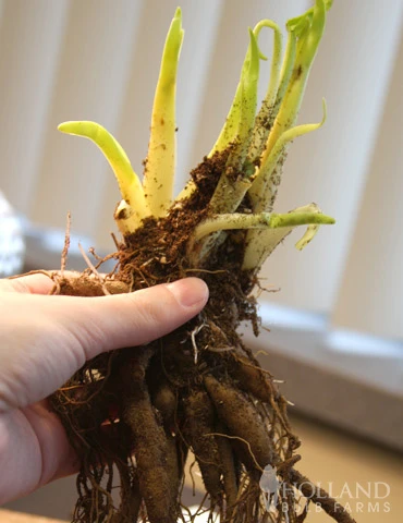 Menu Night Embers Daylily 4 Menu Night Embers Daylily - Image 2