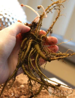 Menu Late Spring Perennial Garden -Holland Bulb Farms 77384 ruby port columbine 3