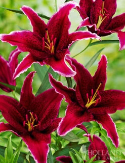 Menu Welcome To Our Home Garden Collection -Holland Bulb Farms 77388 sumatra oriental lily