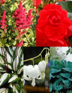 Menu Border Of Blooms For Shade Collection