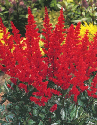 Menu Border Of Blooms For Shade Collection 6 Menu Border Of Blooms For Shade Collection - Image 4