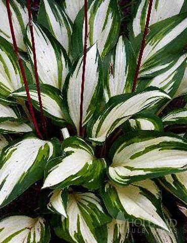 Menu Border Of Blooms For Shade Collection 9 Menu Border Of Blooms For Shade Collection - Image 7