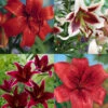 Menu Red Hot Lily Collection -Holland Bulb Farms 77399