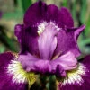 Menu Jewelled Crown Siberian Iris -Holland Bulb Farms 77409 jewelled crown siberian iris