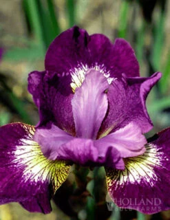 Menu Jewelled Crown Siberian Iris