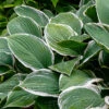 Menu Albomarginata Hosta Value Bag -Holland Bulb Farms 77414 hosta