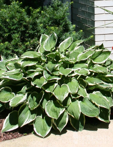 Menu Albomarginata Hosta Value Bag 4 Menu Albomarginata Hosta Value Bag - Image 2